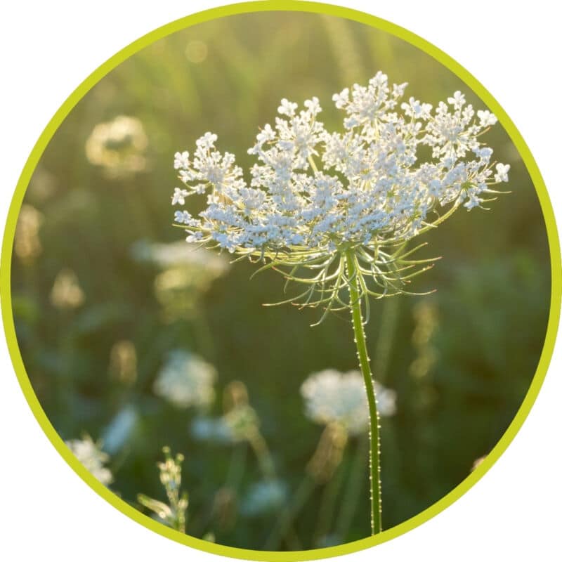 Unterschied Waldbaden Naturcoaching Wahrnehmungstraining