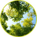 Naturcoach Akademie Blick Himmel Baumkronen
