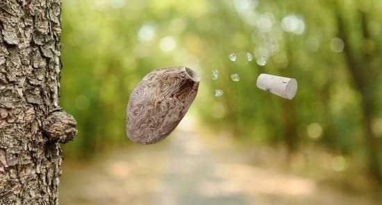 Baumperle magische Heilkraft spirituelle Wirkung