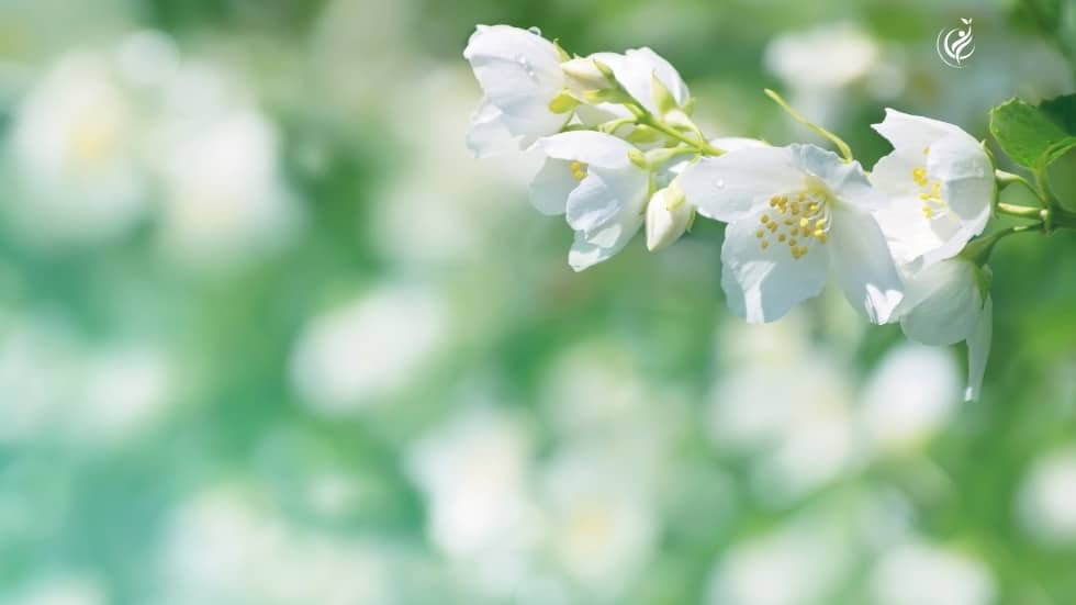 Naturcoach-Akademie weisse Blüten mit gelben Pollen Naturverbindung Mensch