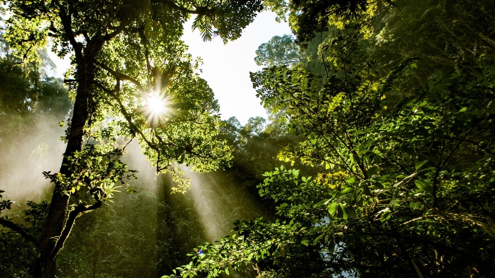 Unterschied Waldbaden & Naturcoaching
