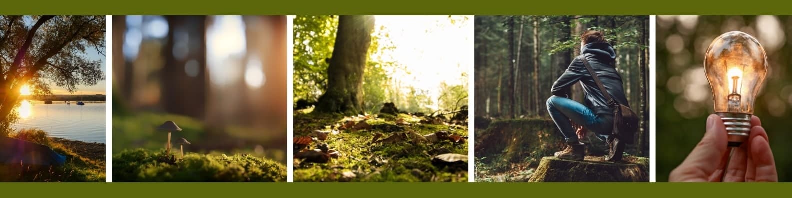 Fortbildung Naturcoach Workshops Baumkronen