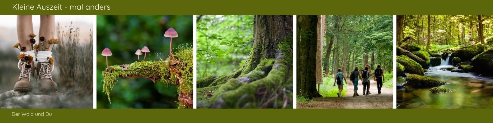 Fortbildung Naturcoach Workshops Baumkronen