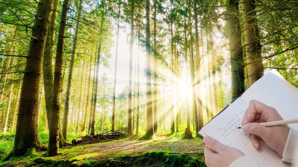 Persönlichkeitsentwicklung DIY Naturcoaching im Wald in Buch schreiben