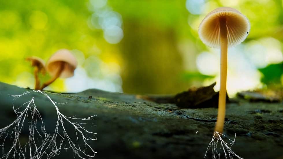 Wood Wide Web - Mykorrhiza Netzwerk im Wald